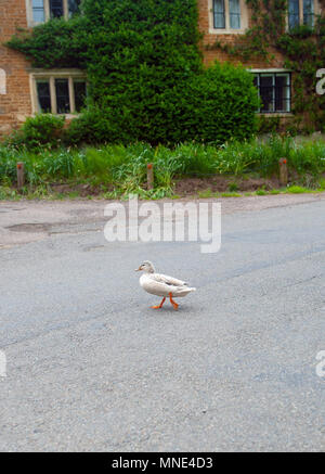 Leicestershire, UK. 16th May 2018. Overcast skies and ducks in the rural village of Medbourne, Leicestershire, UK.  © flab lstr / Alamy Live News Stock Photo