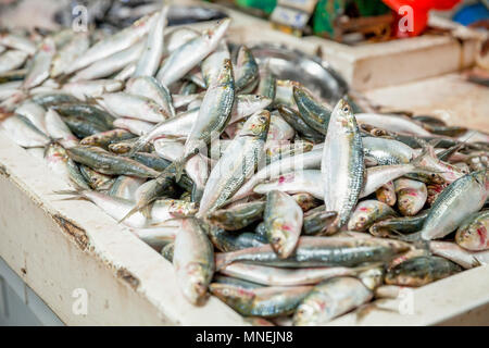 Fresh sardine at a market in  Dubai Stock Photo