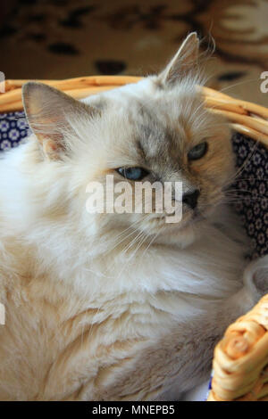 Ragdoll kitten in a wicker basket, at home Stock Photo