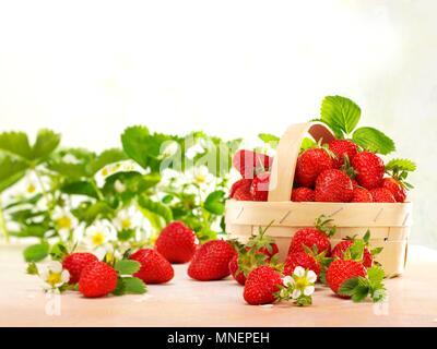 Fresh strawberries with leaves, flowers and a woodchip basket Stock Photo