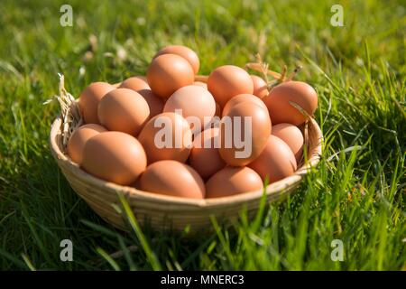 Brown hen's eggs in a basket in a field Stock Photo