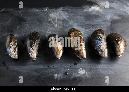 A row of mussels on a slate slab Stock Photo