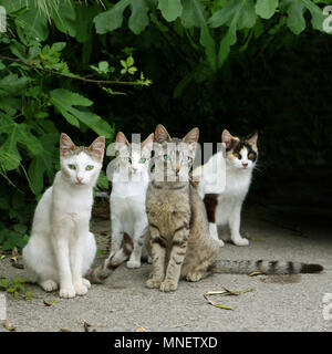 four street cats sitting close together Stock Photo