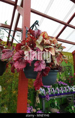 Begonia Rex growing in hanging basket Stock Photo