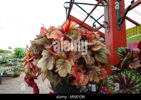 Begonia Rex growing in hanging basket Stock Photo