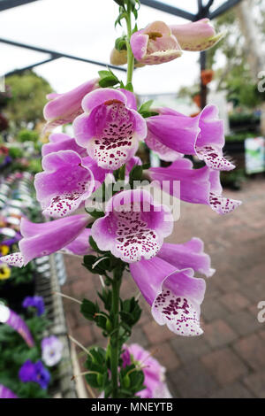 Digitalis purpurea or known as foxglove Stock Photo