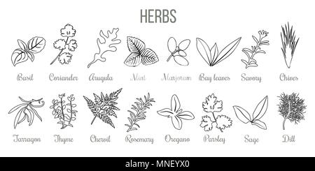 Set of popular culinary herbs. realistic style. icon outline sketch Basil, coriander, mint, rosemary, basil, sage, thyme, parsley silhouette Stock Vector