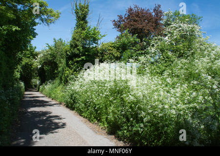 Pretty country lane lined with cow parsley wildflowers during May (spring) in South Oxfordshire, UK Stock Photo