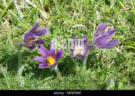 Pasqueflowers (Pulsatilla vulgaris), a vulnerable priority species, on chalk downland at Hartslock Nature Reserve in South Oxfordshire, UK Stock Photo