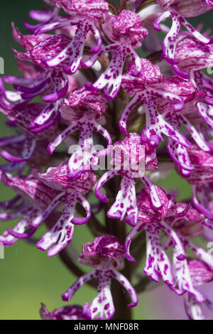 Hybrid orchid (monkey x lady orchid) (Orchis purpurea x simia) at Hartslock Nature Reserve, Goring on Thames, South Oxfordshire, UK Stock Photo