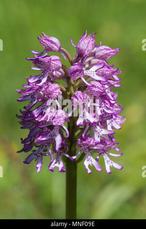 Hybrid orchid (monkey x lady orchid) (Orchis purpurea x simia) at Hartslock Nature Reserve, Goring on Thames, South Oxfordshire, UK Stock Photo