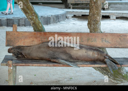 Sea lion laying on a bench, Puerto Villamil, Isabela Island, Galapagos Islands, Ecuador. Stock Photo