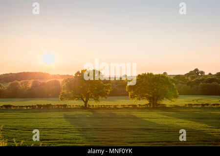 Sun setting over two oak trees in a typically English landscape Basingstoke Hampshire Stock Photo