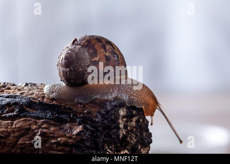 Garden Snail on a log, Close up Stock Photo