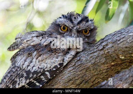 A Tawny Frogmouth (Podargus strigoides) a native of Australia, sitting on a tree branch in Queensland, Australia.   The Tawny Frogmouth is difficult t Stock Photo