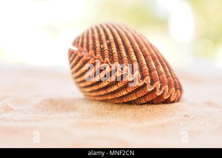 Sea shell, cockle shell isolated on the beach Stock Photo