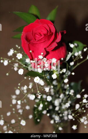 A Single Red Rose with Baby's Breath Stock Photo