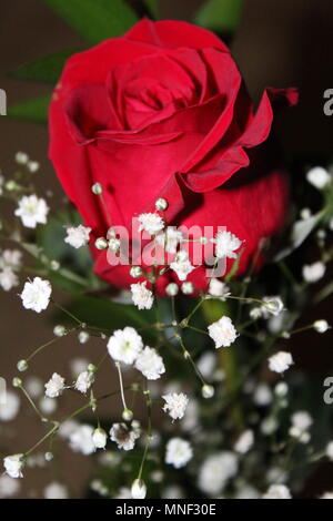 A Single Red Rose with Baby's Breath Stock Photo