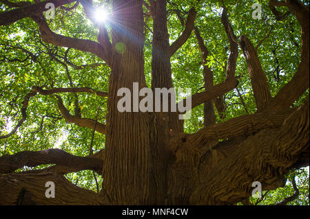 Giant Javan Fig tree (Ficus benjamina) at Peradeniya Royal Botanical Gardens, Kandy, Sri Lanka. Stock Photo