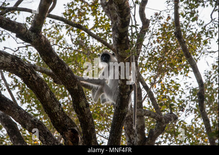 Portrait of a single Grey or Hanuman langur (Semnopithecus) sitting high in the branches of a tree. Beautiful, backlit image of a monkey, Sri Lanka Stock Photo