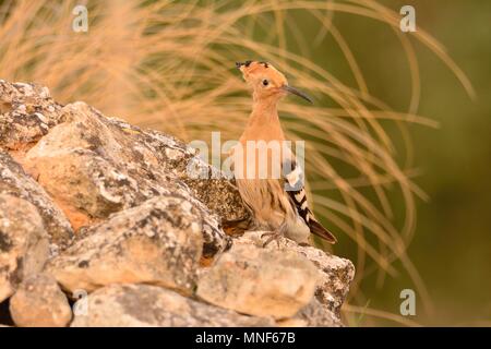 Eurasian Hoopoe or Upupa epops, beautiful brown bird perching on a rock. Stock Photo