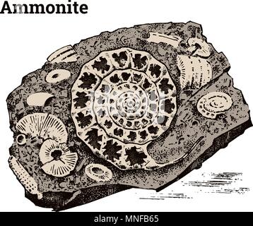 Preserved Ammonite specimen. Fragment fossils, skeleton of prehistoric dead animals in stone. Archeology or paleontology. engraved hand drawn old vintage sketch. Vector illustration. Stock Vector