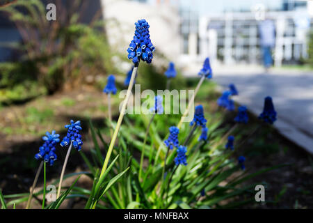 inflorescence of a grape hyacinth on a flower bed closeup on a blurred urban background Stock Photo