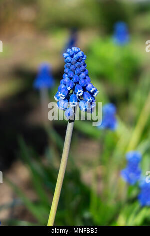 tiny beautiful bright blue inflorescence bunch of garden grape-hyacinth closeup Stock Photo