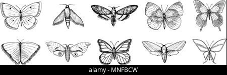 Collection of butterfly or wild moths insects. Mystical symbol or entomological of freedom. Engraved hand drawn vintage sketch for wedding card or logo. Vector illustration. Arthropod animals. Stock Vector