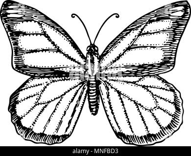 Monarch Butterfly or wild insect. Mystical symbol or entomological of freedom. Engraved hand drawn vintage sketch for wedding card or logo. Vector illustration. Arthropod animal. Stock Vector