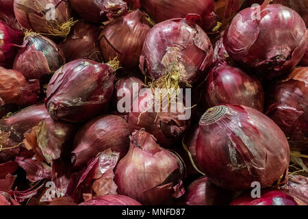 Bordeaux onion in peel, food background texture of onions. Stock Photo