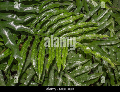 fern background bright green Stock Photo