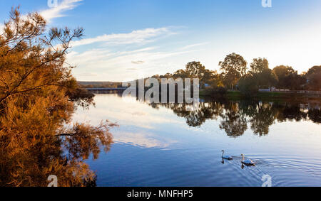 Introduced white Mute Swans (Cygnus olor) on the Avon River in Northam, Western Australia Stock Photo