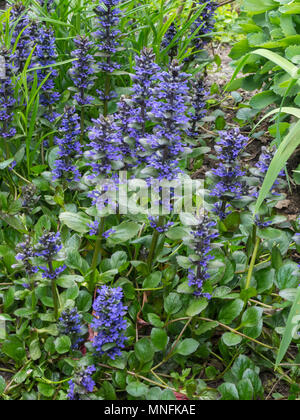 A patch of Ajuga reptans Catlins Giant  showing the tall blue flower spikes and the light green spring foliage Stock Photo