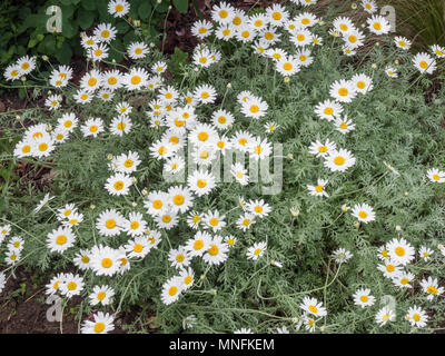 The White Daisy Flowers And Silver Foliage Of Anthemis Punctata Cupaniana Stock Photo Alamy