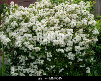 A plant of Choisya x dewitteana Aztec Pearl in full flower Stock Photo