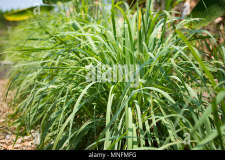 Lemongrass or Lapine or Lemon grass or West Indian or Cymbopogon citratus were planted on the ground. It is a shrub, its leaves are long and slender Stock Photo