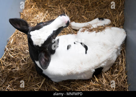 black and white calf on straw inside barn of farm in holland Stock Photo