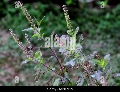 close-up, macro view of small purple color  Thulasi, Tulsi, holy basil,  Ocimum tenuiflorum flowers seen in a home garden in Sri Lanka Stock Photo