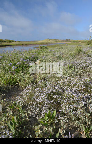 Matted Sea-lavender - Limonium bellidifolium Stock Photo