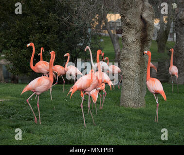 Family of Pink flamingo in a garden in the city of Madrid, Spain and whose scientific name is Phoenicopterus Stock Photo