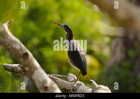 Heron Stock Photo