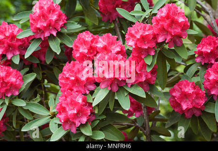 Rhododendron 'Britannia' flowering in Spring. Stock Photo