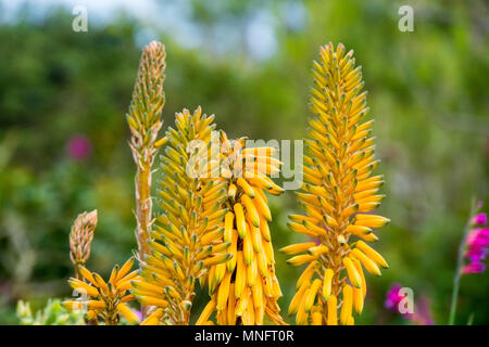 Mallorca, Aloe vera plant blooming at the coast Stock Photo - Alamy