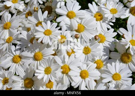 field of daisies, field, flower, flowers, daisy, daisies, white, yellow, petals, petal, nature, plant Stock Photo