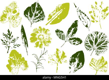 Vector branches and leaves.Hand drawn floral elements. Vintage monochrome botanical illustration.Stamp of black leaves on a white background. Stock Vector