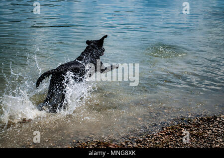 Black male labrador retriever dog jumping in the river  water splash Stock Photo