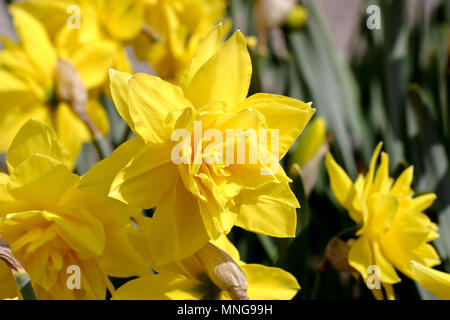 Narcissus, Daffodil Golden Ducat (Narcissus, Amarylli daeceae), flowers in spring Stock Photo