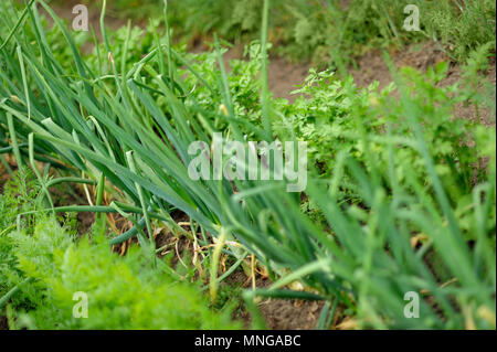 Vegetable backyard garden. Young onion, lettuce, onions, carrot and parsley in vegetable permaculture cultivation. Eco-friendly backyard garden. Stock Photo