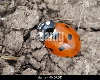 Coccinella septempunctata, the seven-spot ladybird, on ground Stock Photo